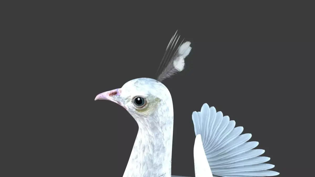 White Peacock Sitting 3D model
