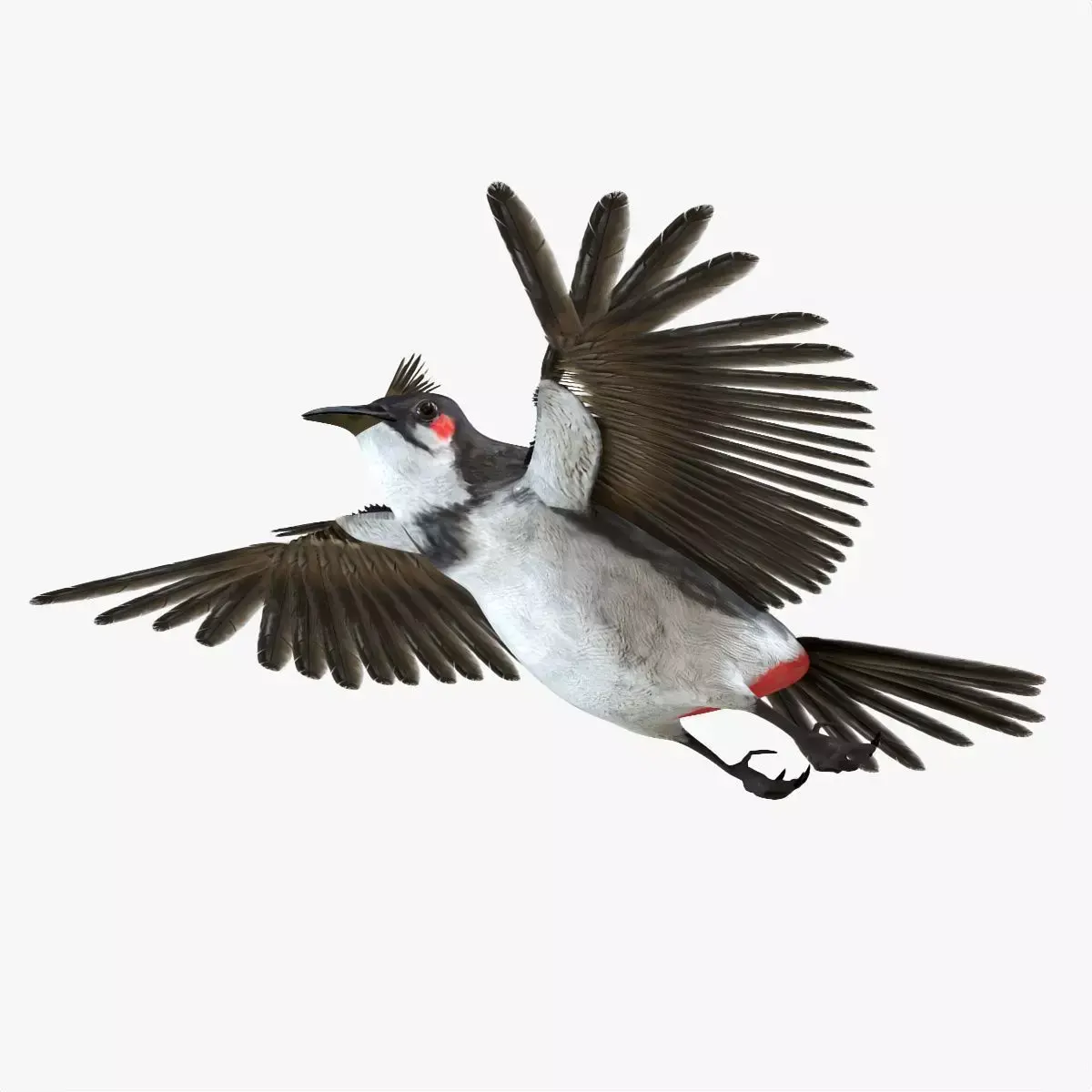 Bulbul bird rigged 3d model Low-poly 3D model