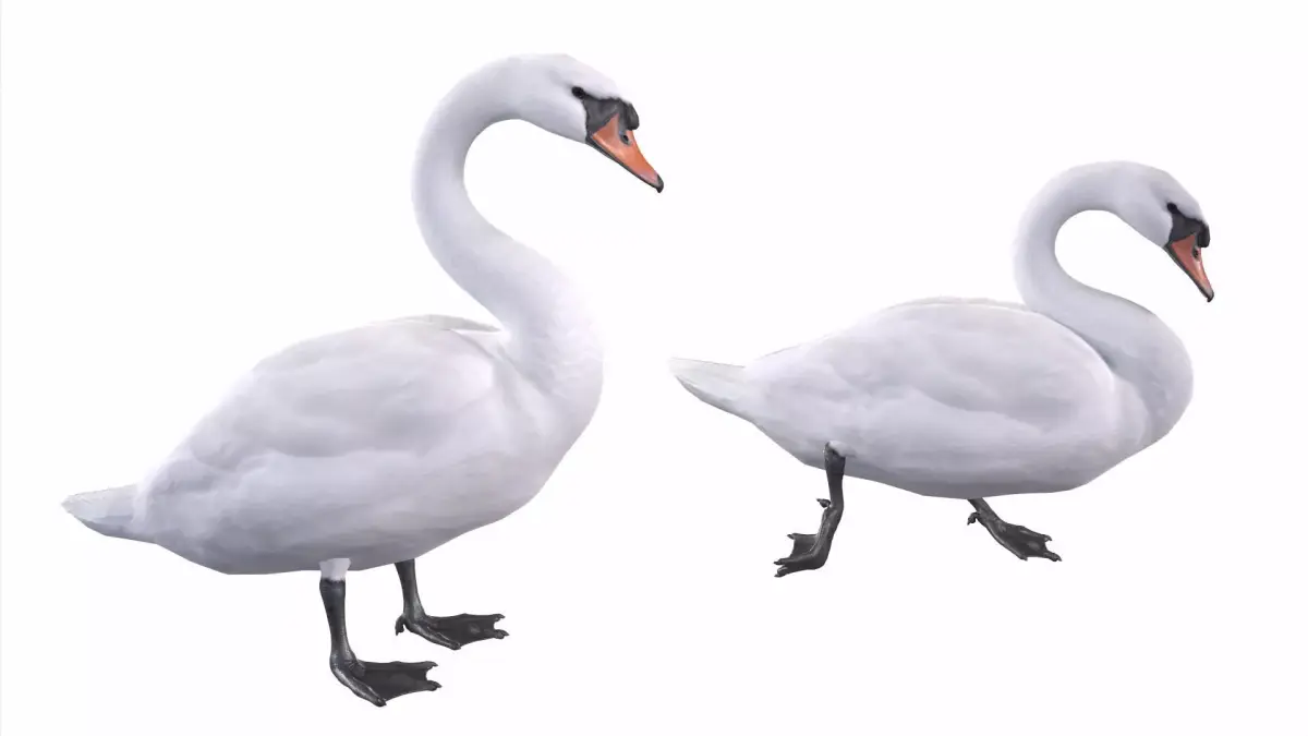 Mute Swan 3D model
