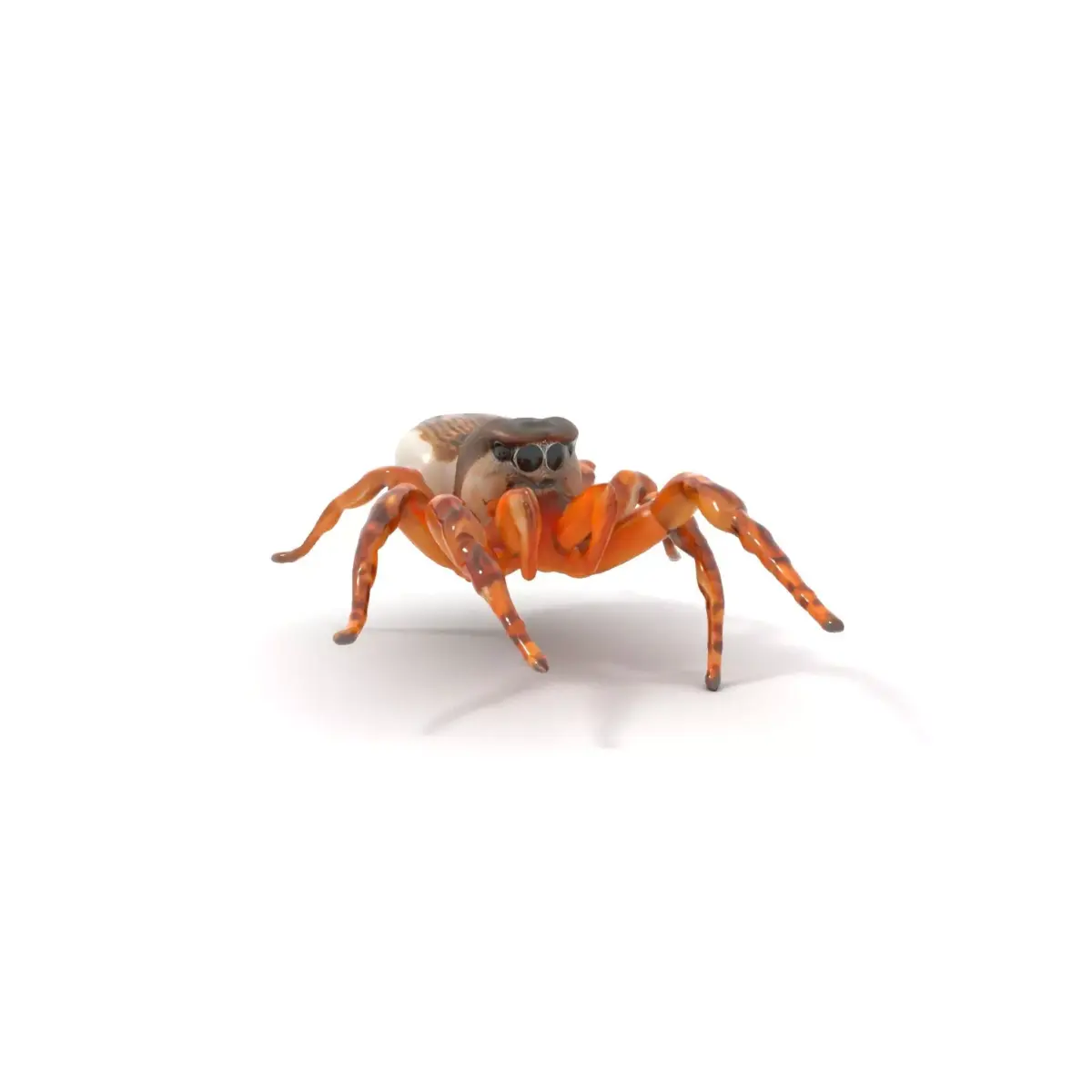 Rustic Jumping Spider model pack Low-poly 3D model