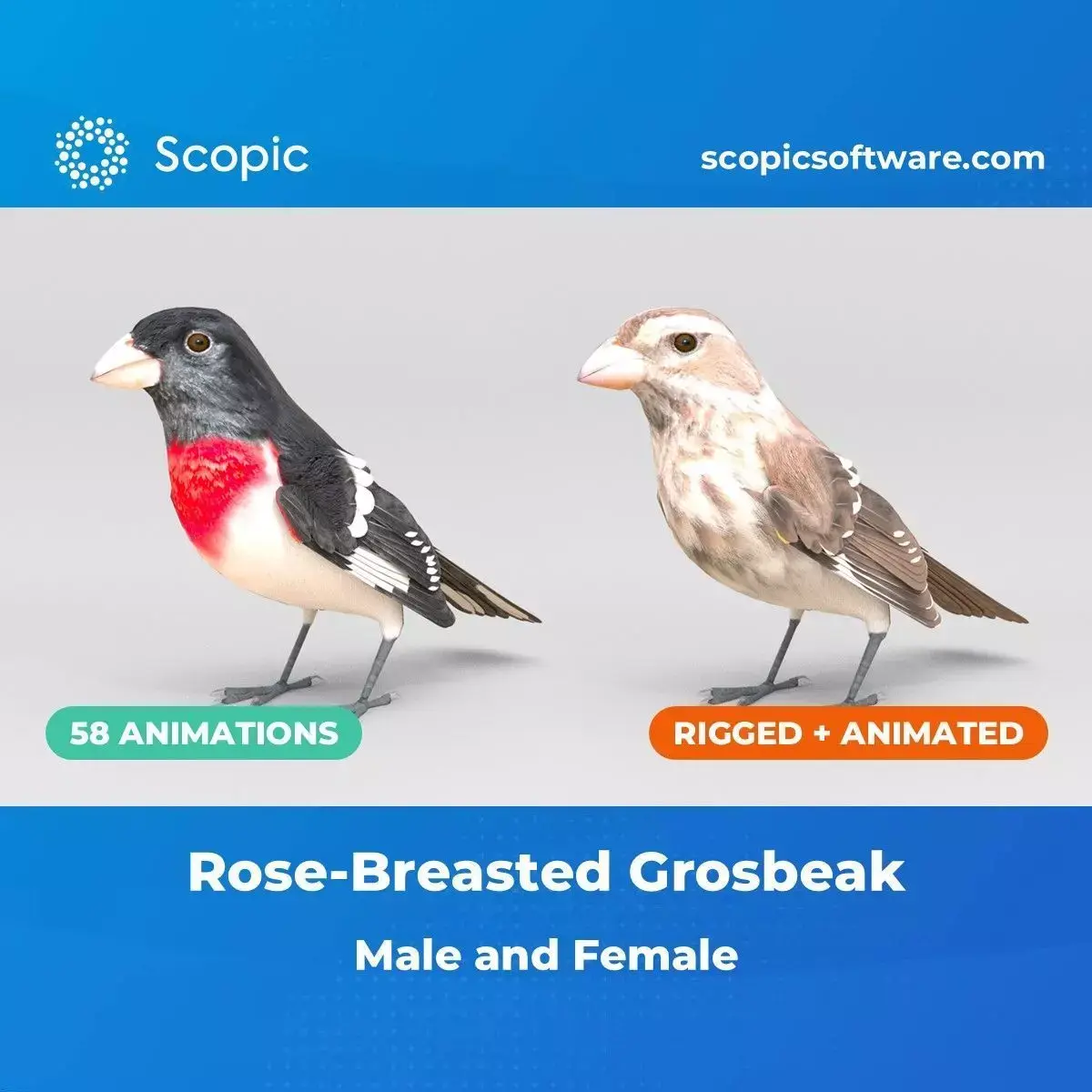 3D Bird Pack Rose-Breasted Grosbeak Male and Female Low-poly 3D model