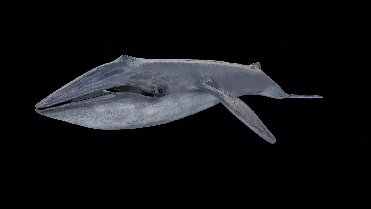 Blue whale 3D model purchase