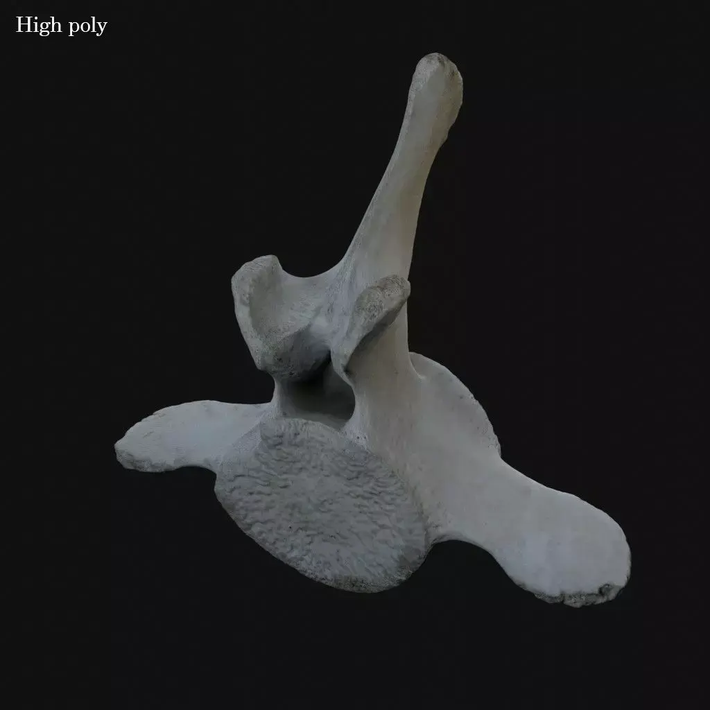 Whale vertebra Low-poly 3D model