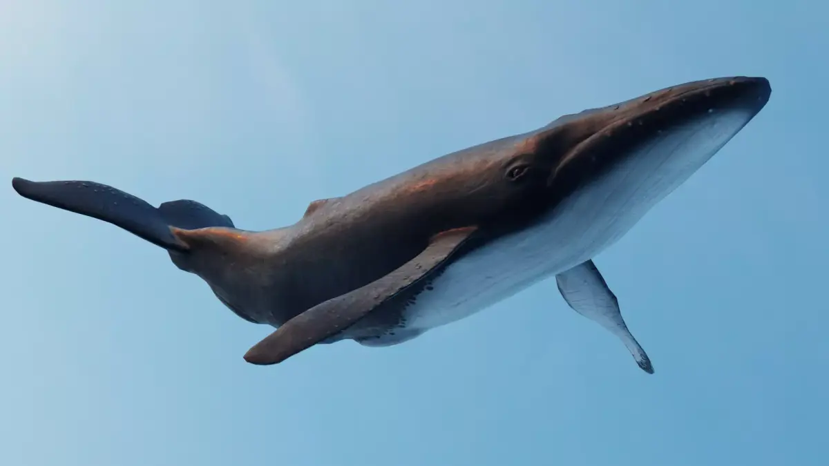 Whale - low poly 3D model flying in sky Low-poly 3D model