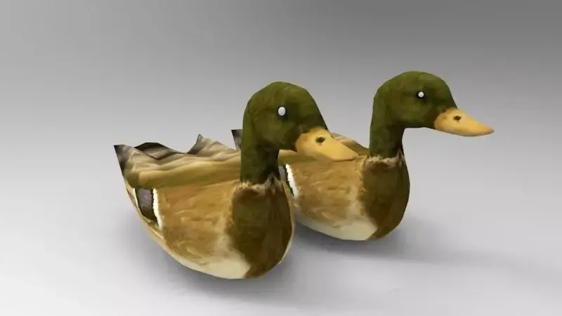 Swimming Ducks Low-poly 3D model