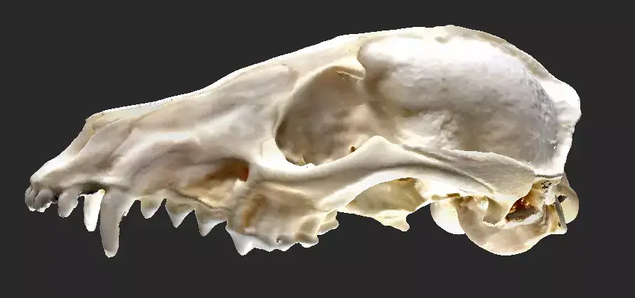  3D Scan of Fox Cranium  3D model