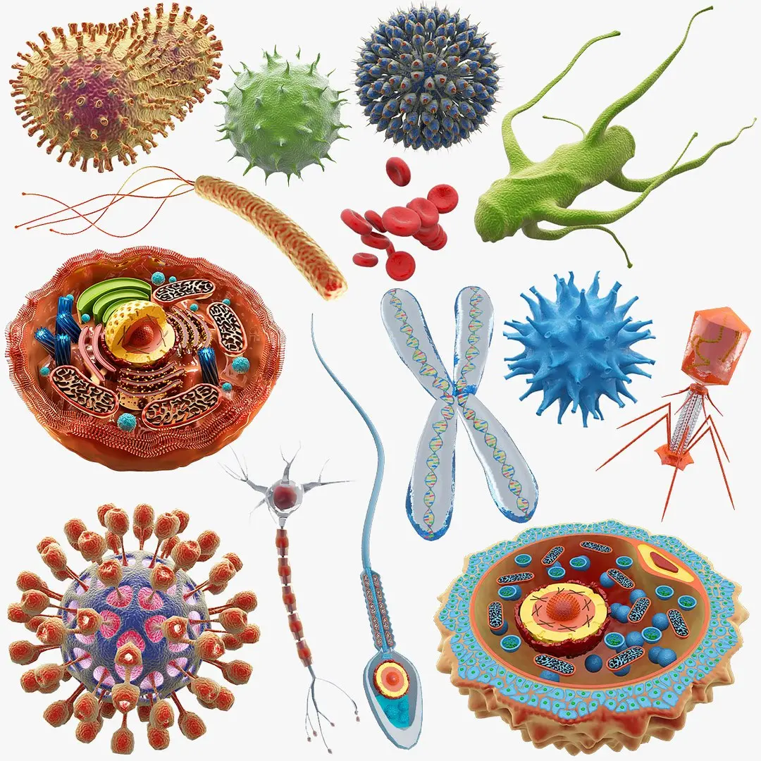 Microscopic Collection 14 in 1 3D model