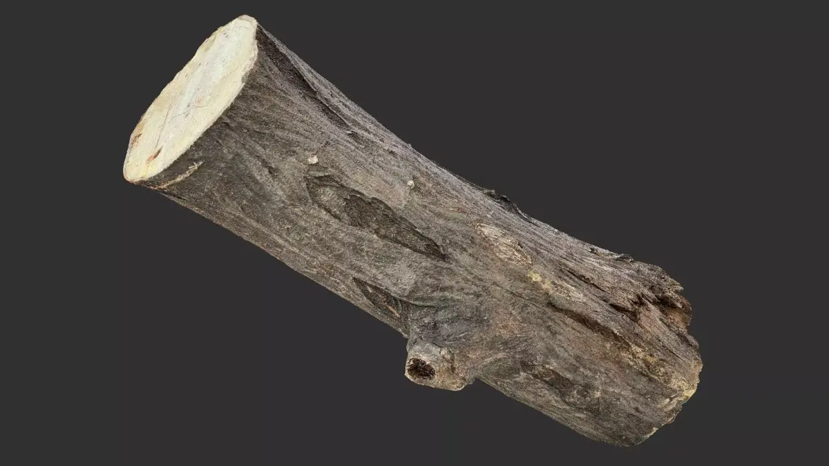Sawn tree trunk wood 3d scan highpoly 3D model