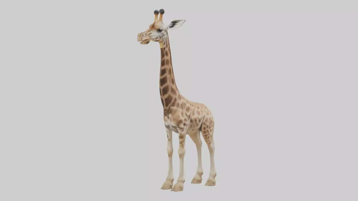 Masai giraffe Low-poly 3D model
