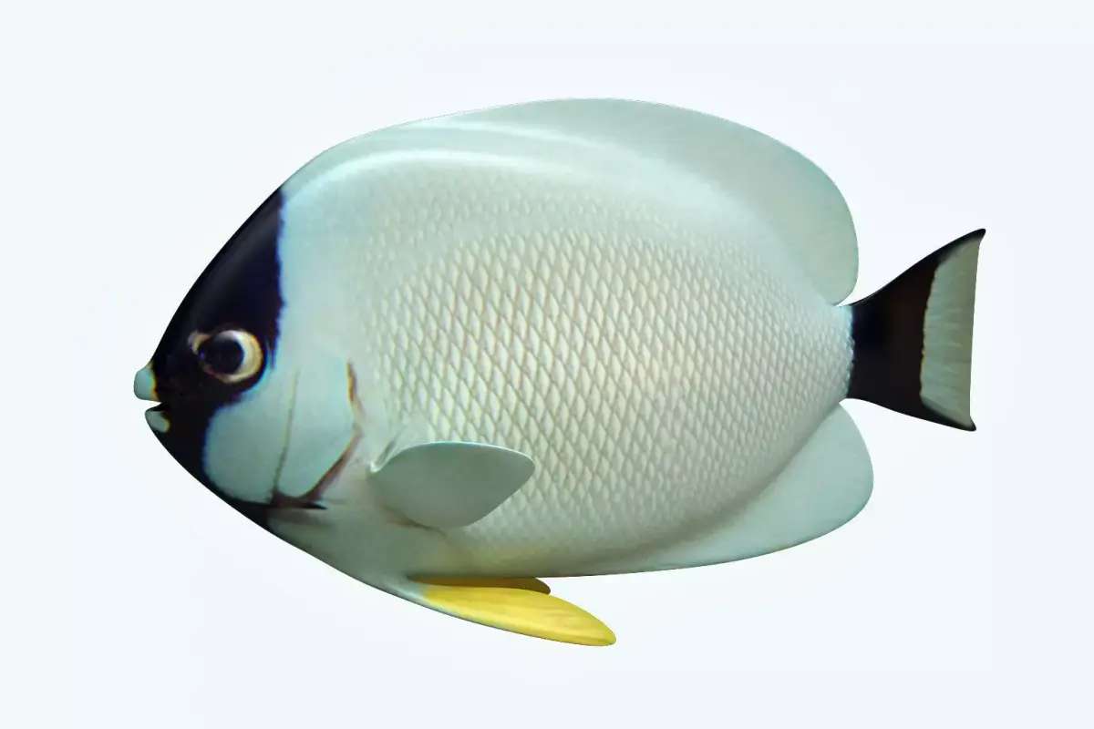 Masked Anglefish 3D model