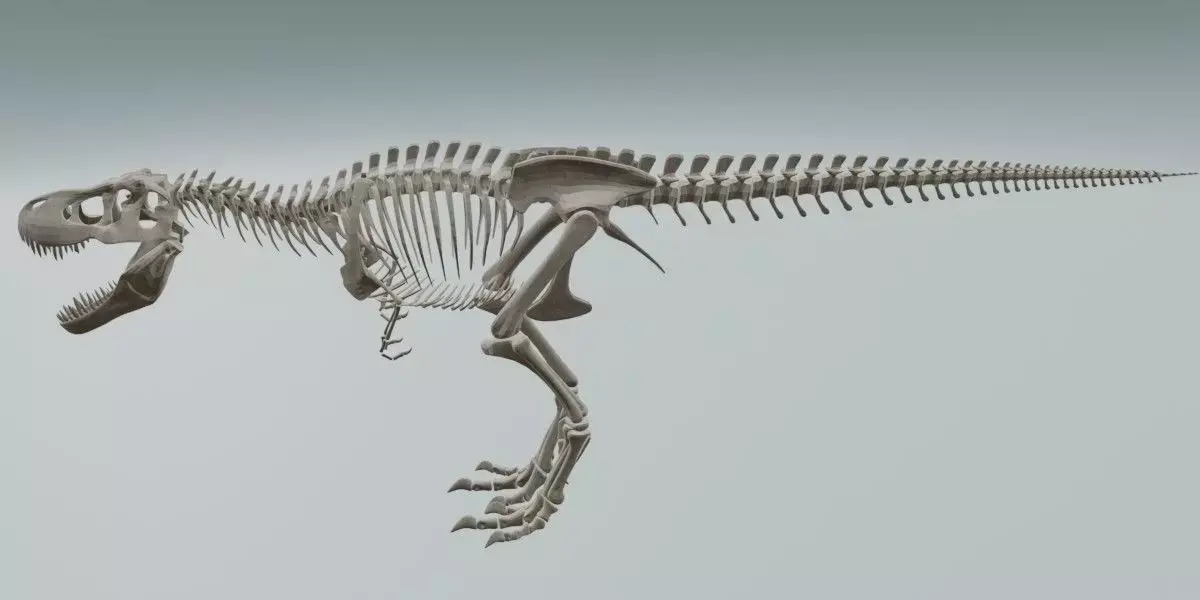 Realistic T-Rex Dinosaur Skeleton 3D Model Low-poly 3D model