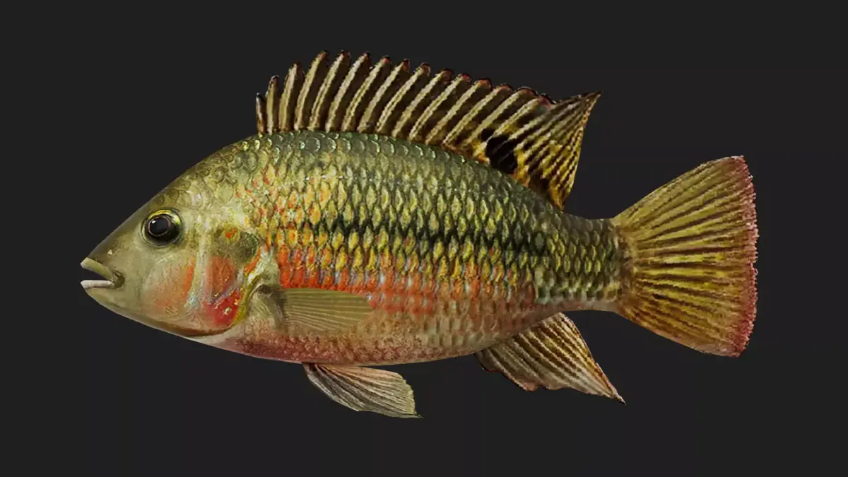 Cichlid Low-poly 3D model buy
