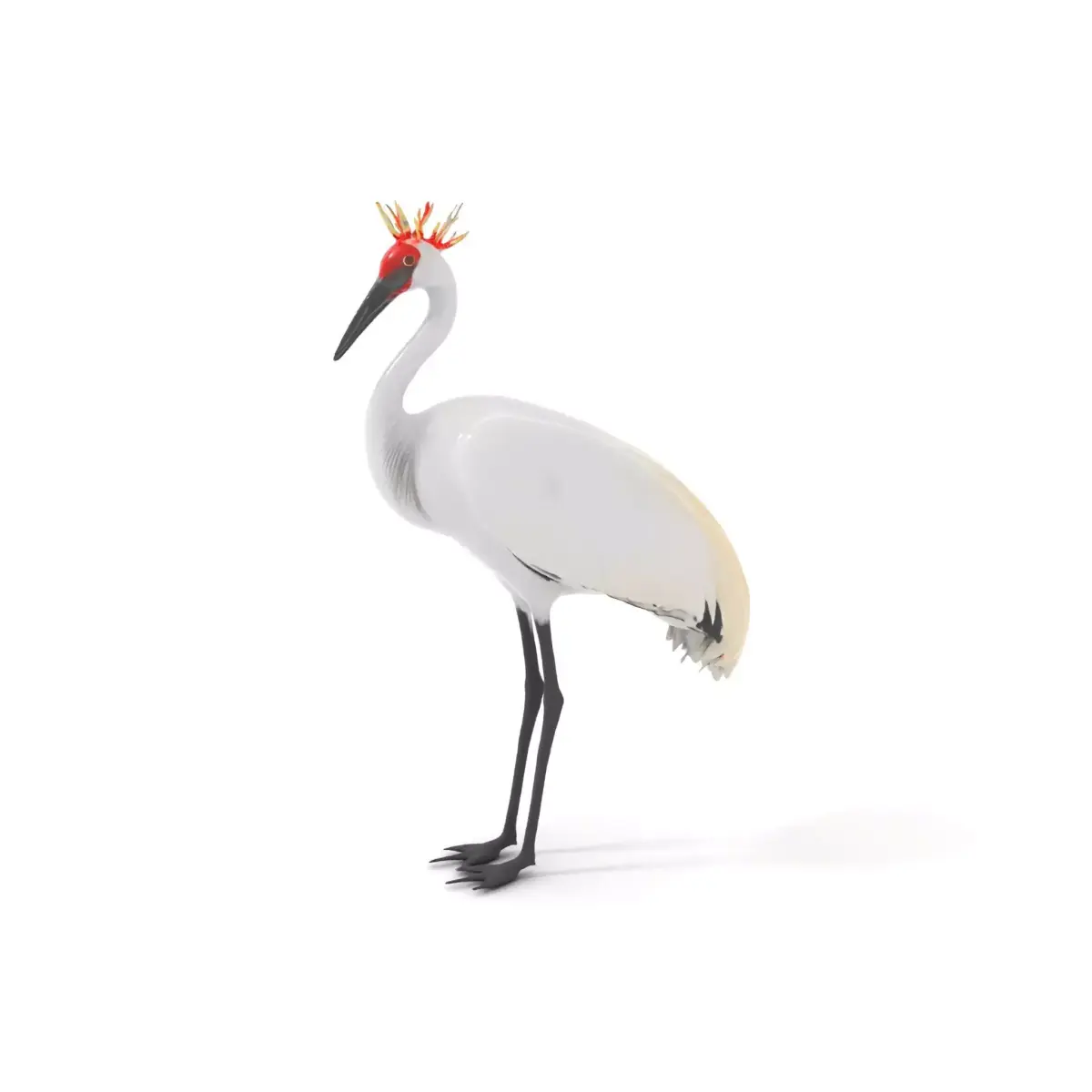 Elegant Crowned Crane model pack Low-poly 3D model