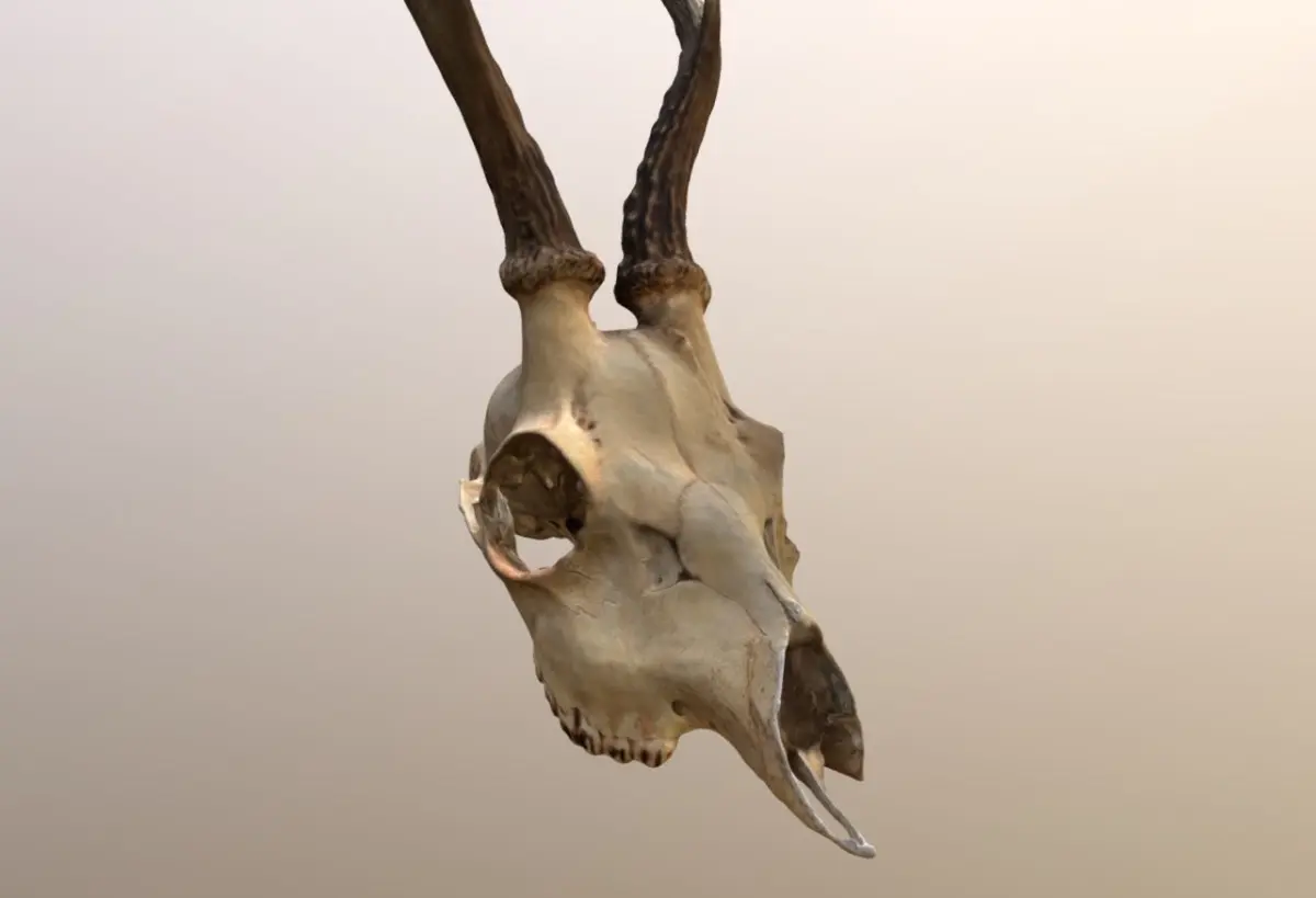 Roe Deer Skull Scan 3D model