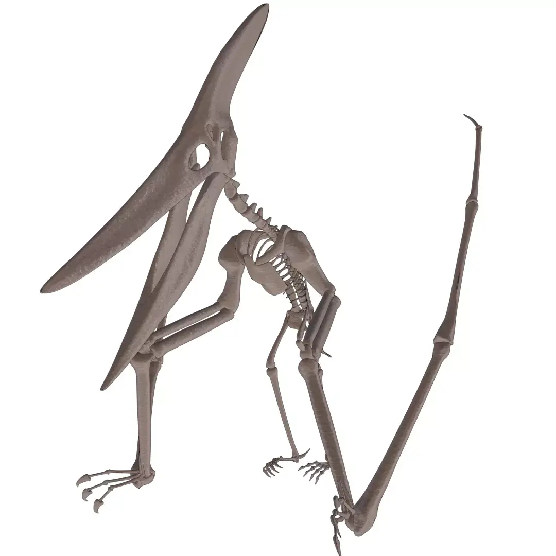 Pteranodon skeleton 3D model