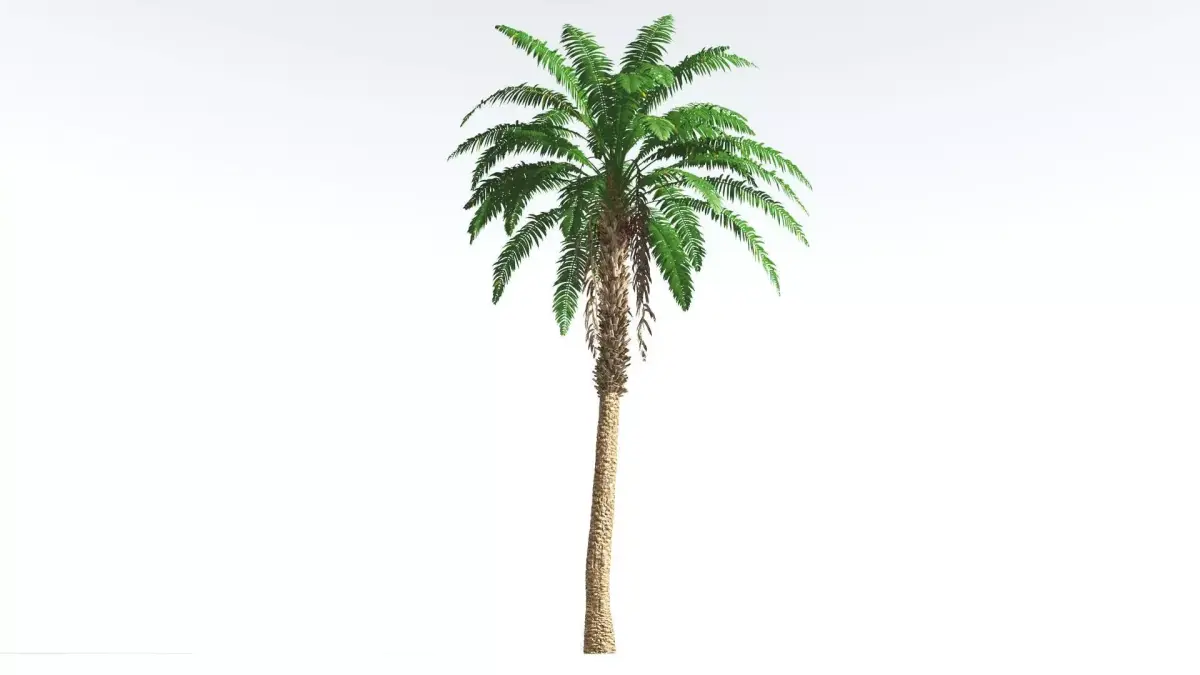 EVERYPlant African Oil Palm 4 --16 Models-- 3D model