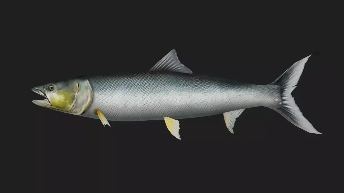 Yellowcheek Low-poly 3D model