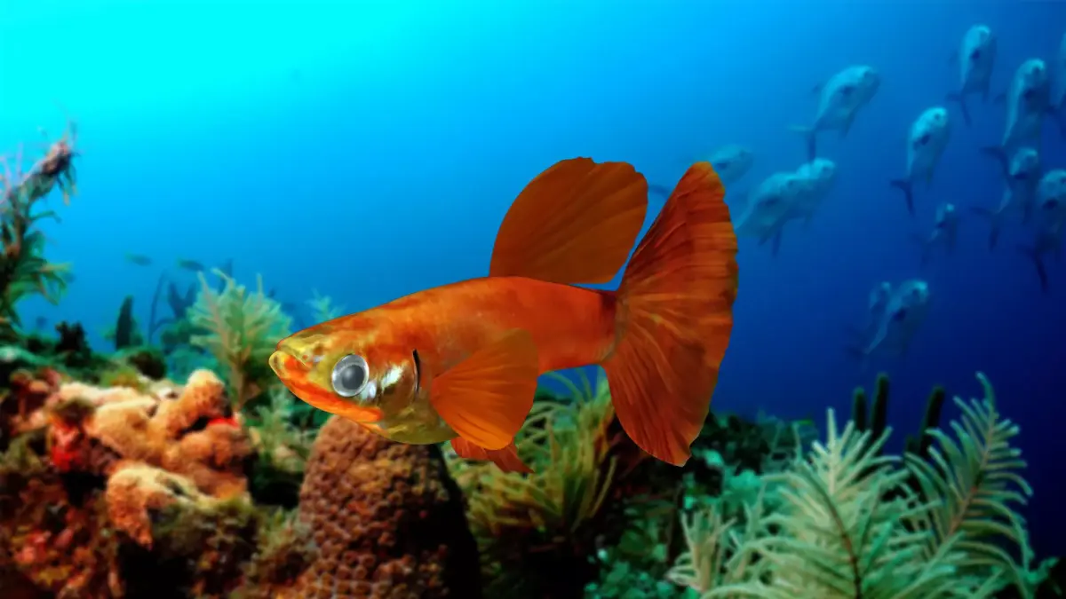 Guppy Fish 3D model
