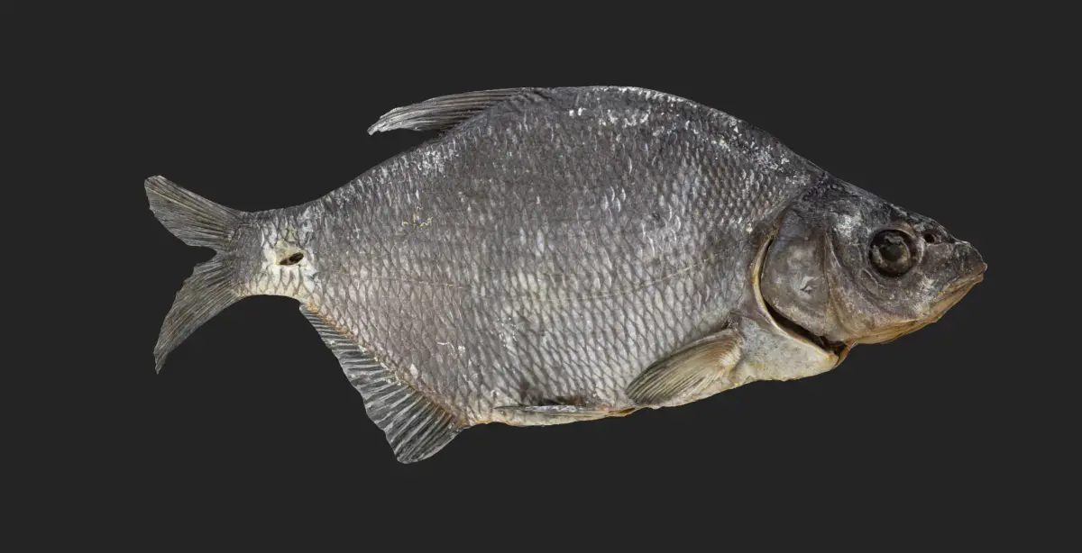 Bream dry fish Low-poly 3D model
