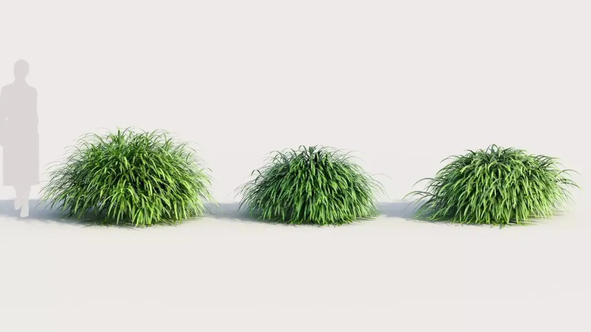 Hakonechloa macra b 3D model