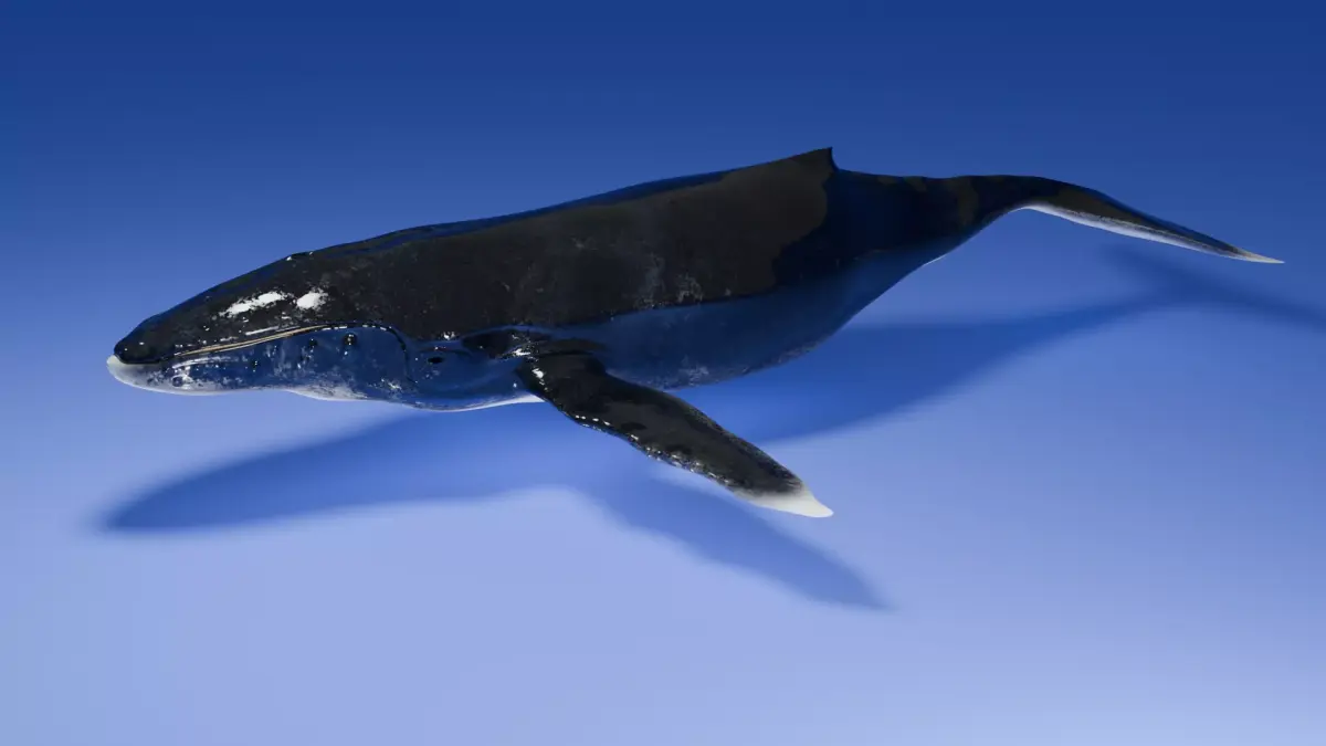 Humpback Whale 3D model purchase