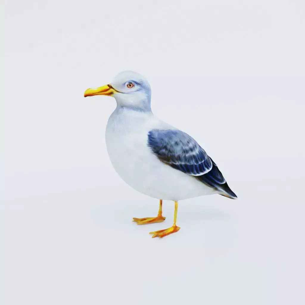 Seagull Free 3D model