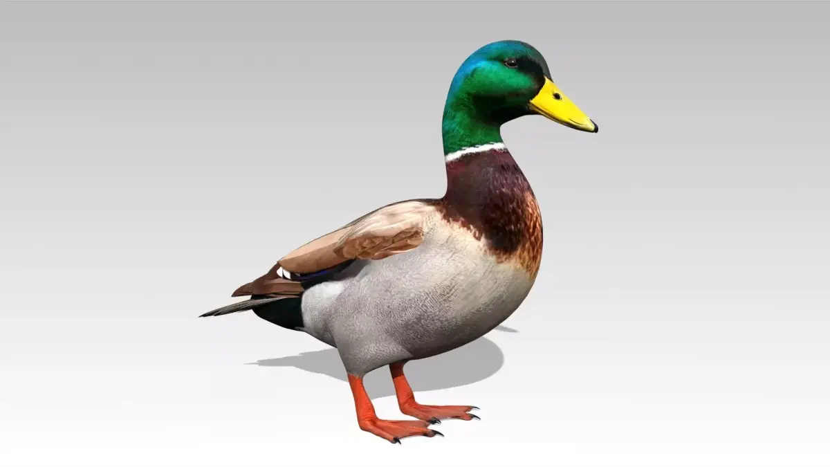 Mallard Duck Low-poly 3D model purchase