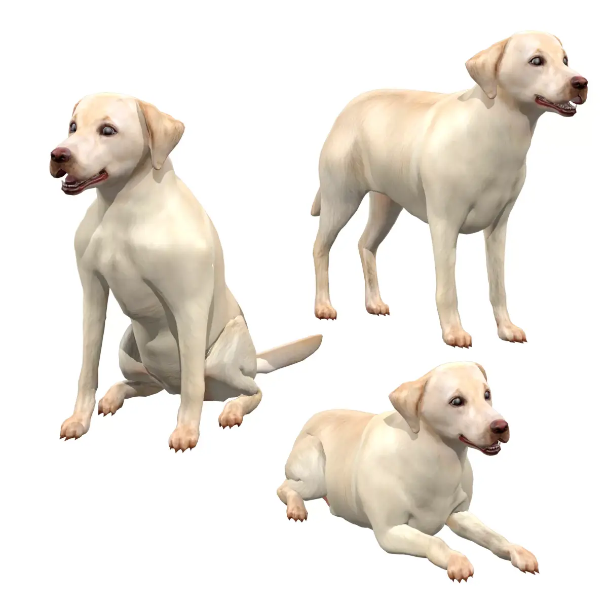 Labrador Retriever Dog 3D model purchase