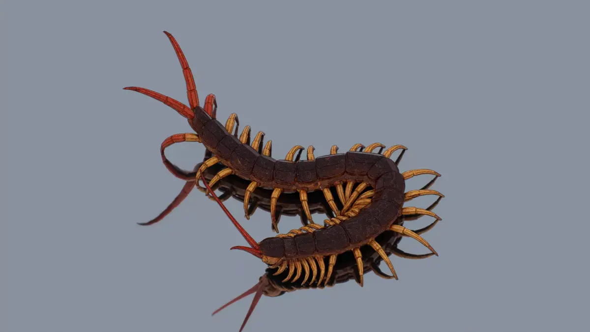 Centipede Low-poly 3D model purchase