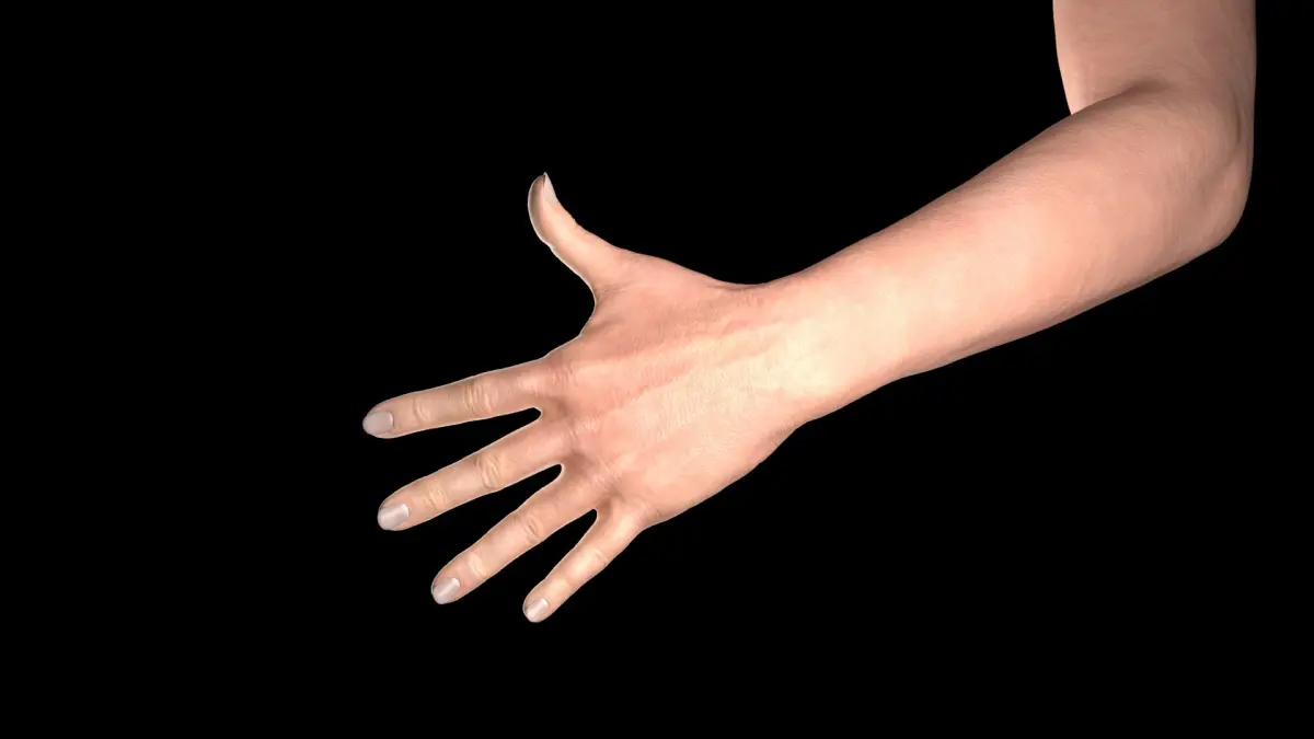 Female Hand Rigged 3D model