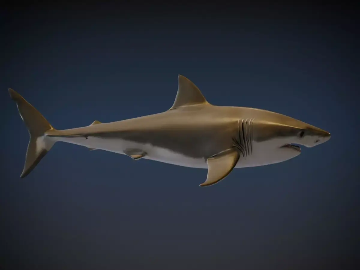 Shark 3D model order