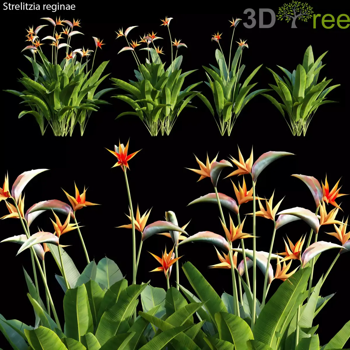 Strelitzia reginae 01 3D model