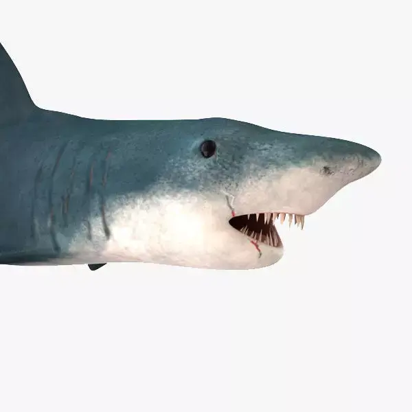 Shark great 3D model