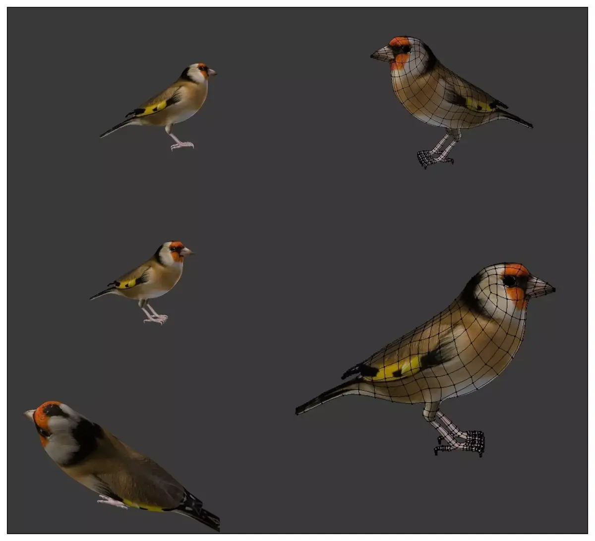 bird golden finch 2 3D model