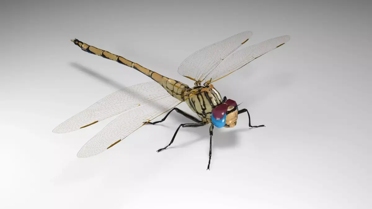Trithemis Arteriosa Dragonfly - Female Low-poly 3D model