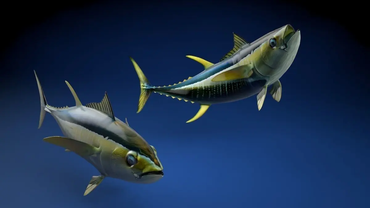 Yellowfin Tuna Fish Low-poly 3D model