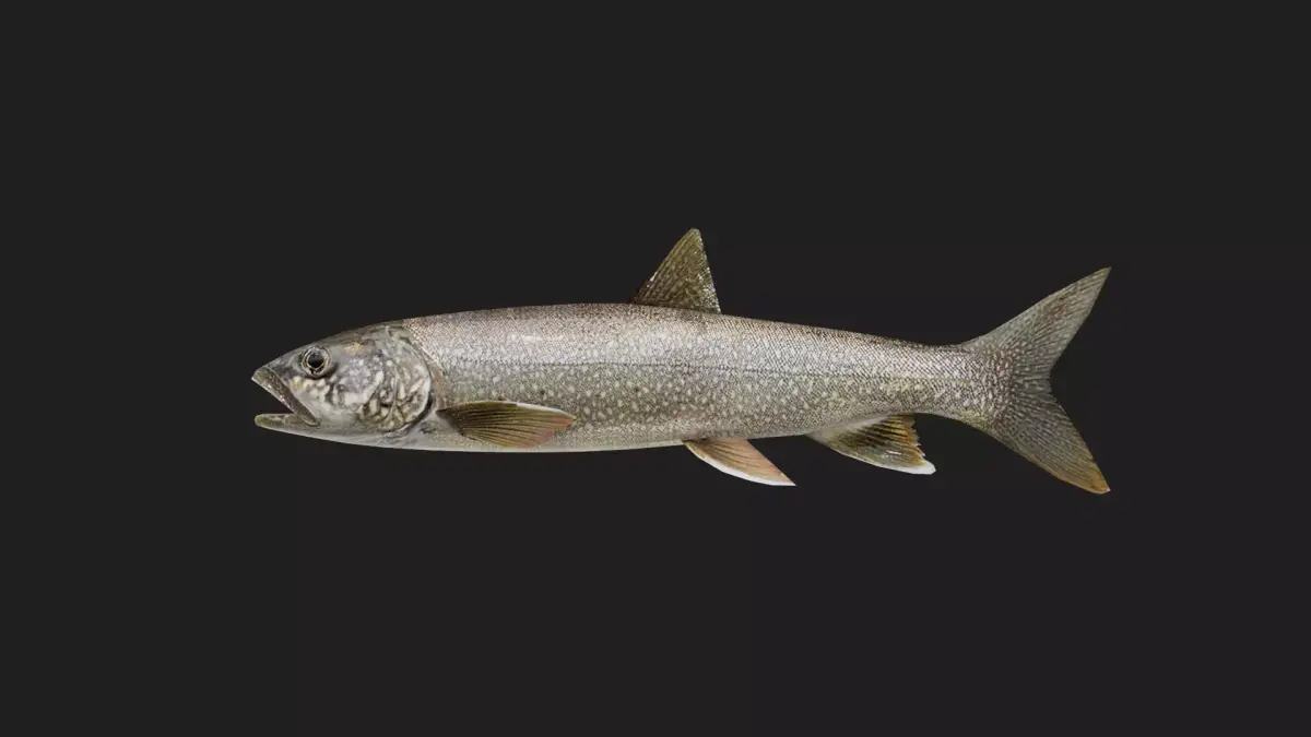 Trout Low-poly 3D model 2