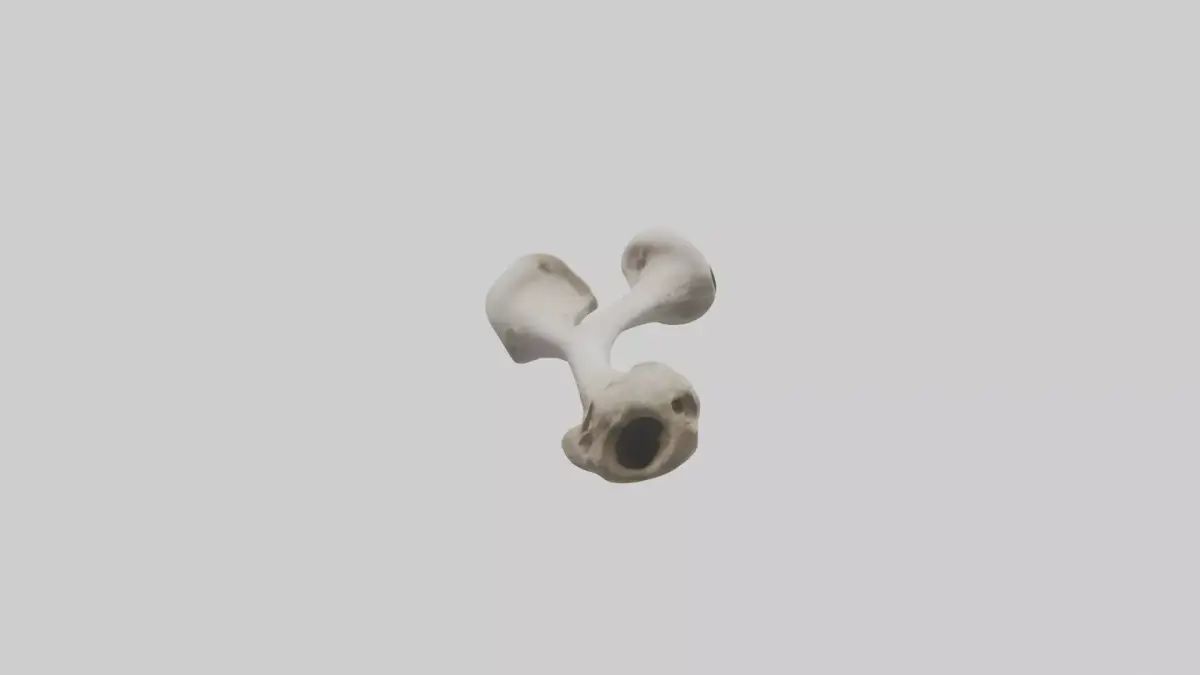 Falcon Humerus 3D model