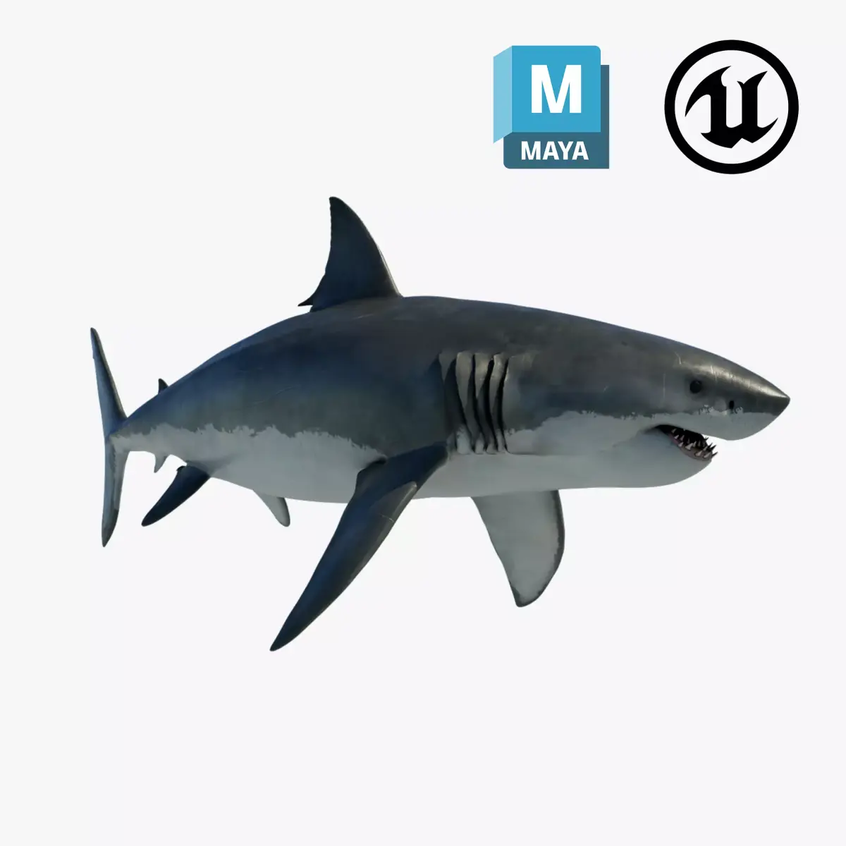 Great White Shark 3D model 9
