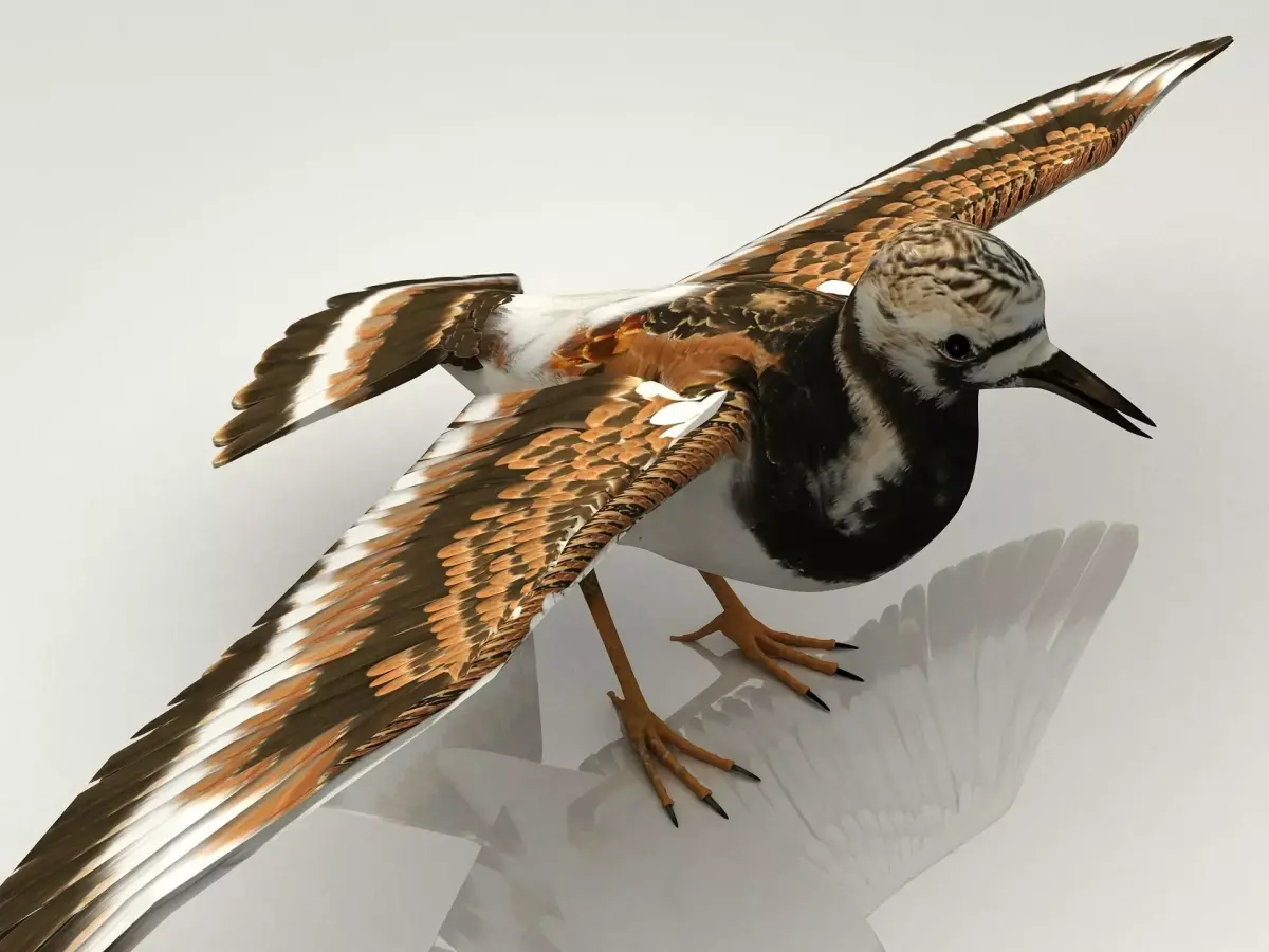 Sandpiper Ruddy Turnstone Bird Low-poly 3D model purchase