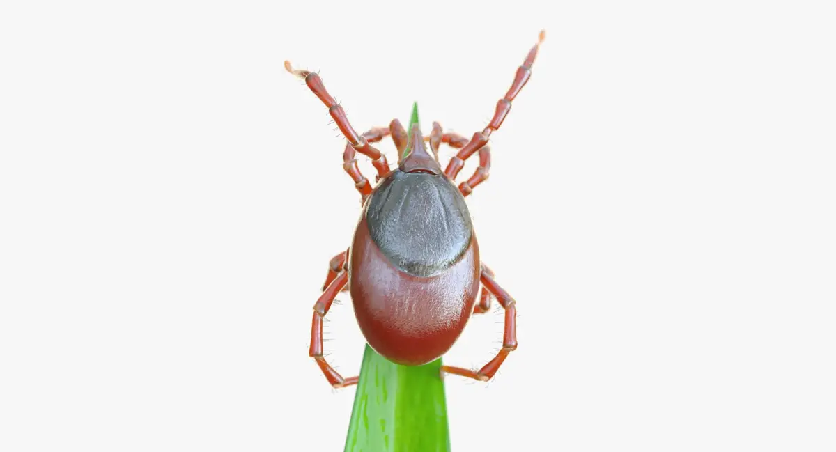Tick On Grass Animated 3D model