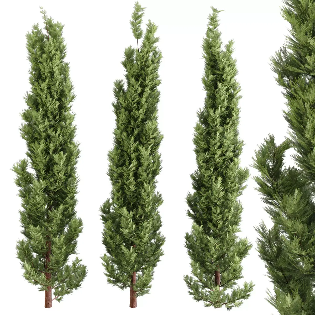 Emerald Cedar Tree 3D Model - 3 Objects- Premium 3D model