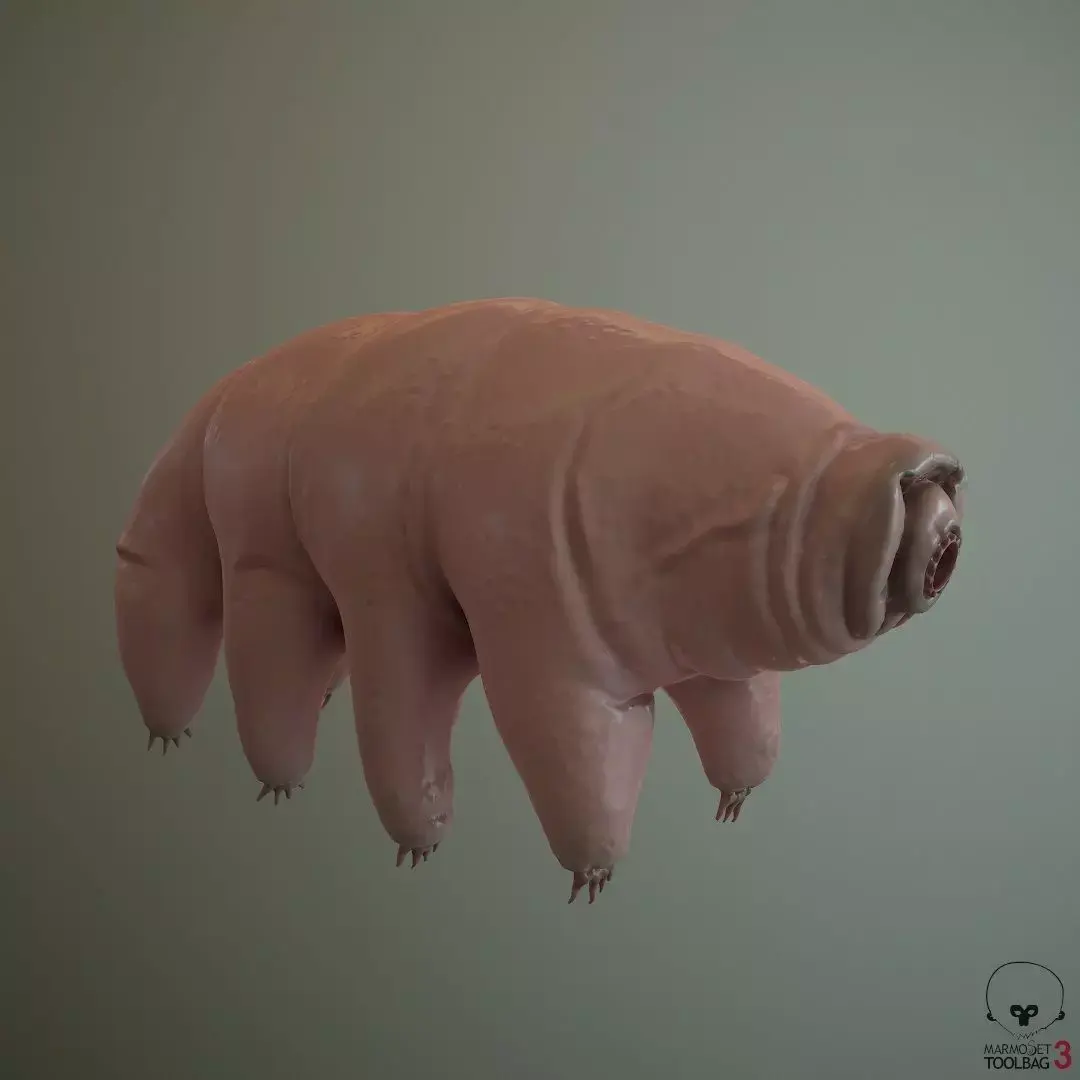 Tardigrade  Midpoly 3D model