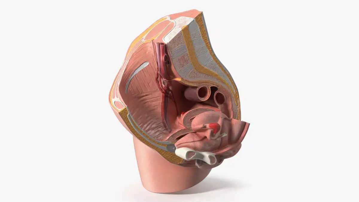 Female Reproductive System Cross Section Anatomical Model 3D model