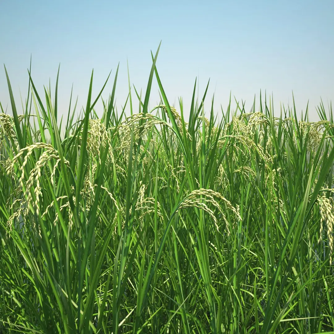 Asian Rice Field 3D model
