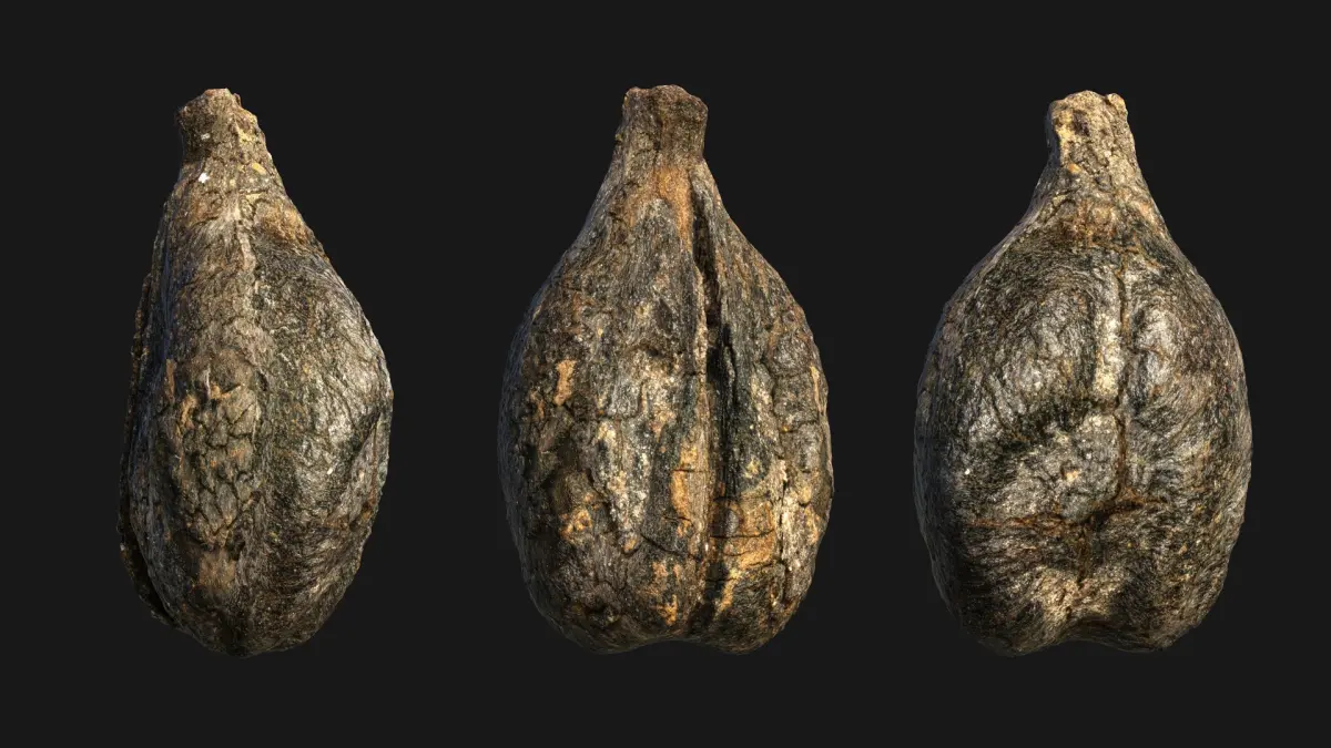 Medieval Grape Seed Vitis vinifera PBR 8K 3D model
