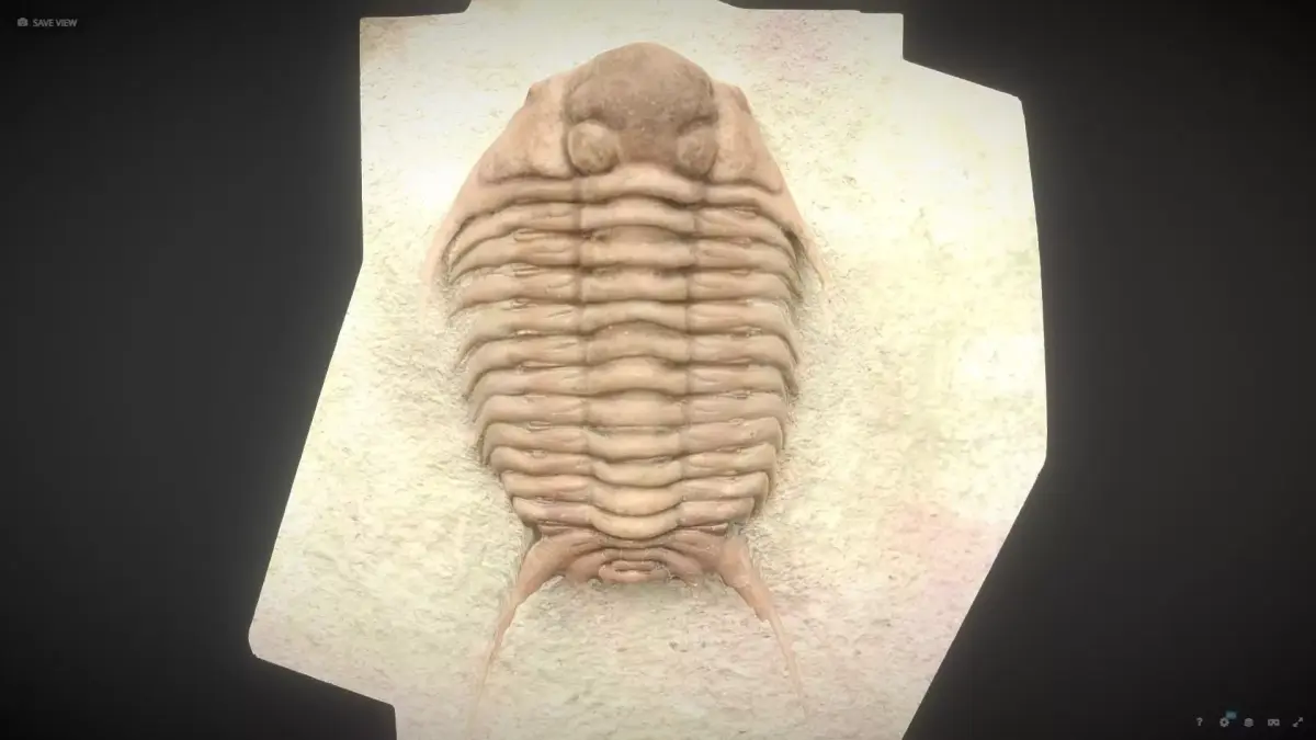CYRTOMETOPUS CLAVIFRONS FOSSIL TRILOBYTE 3D model