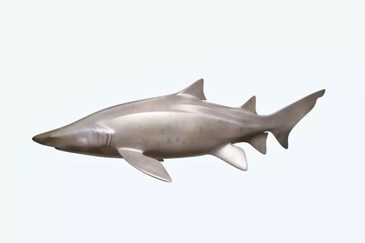 Sand Tiger Shark 3D model