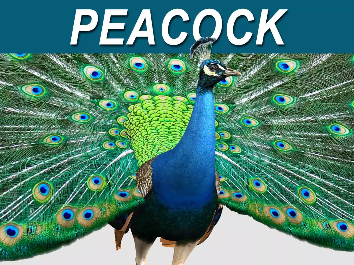 Peacock 3D model 5