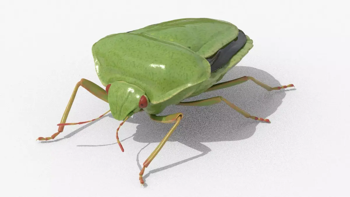 Lifelike Stink bug Low-poly 3D model